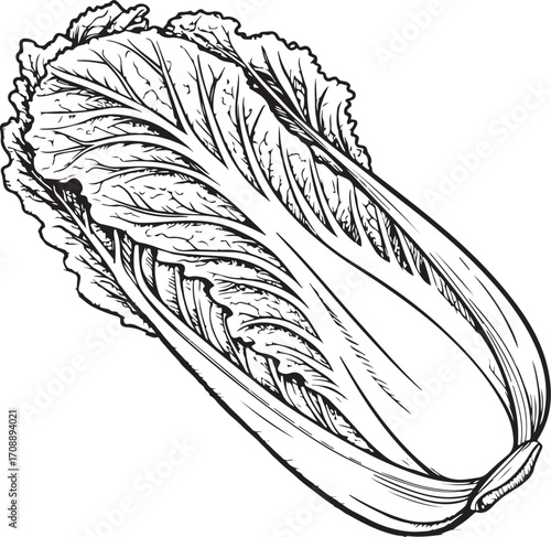 Kimchi Cabbage Korean Dish Cuisine Vector Illustration, Sketch Drawing Line Linear Symbol Icon Engraving Coloring Book, Hand-drawn Doodle Black and White Isolated