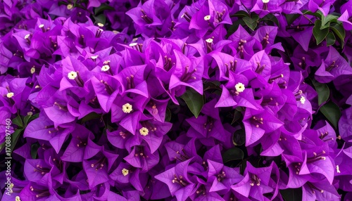 Vibrant Purple Bougainvillea Blossoms Close-Up