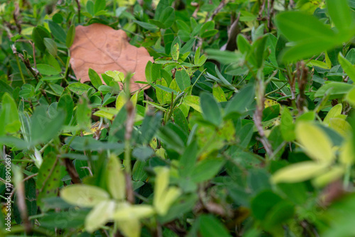 Vászonkép A close-up photo of a hedge with green foliage, featuring a single dry, coppery leaf fallen on the plants