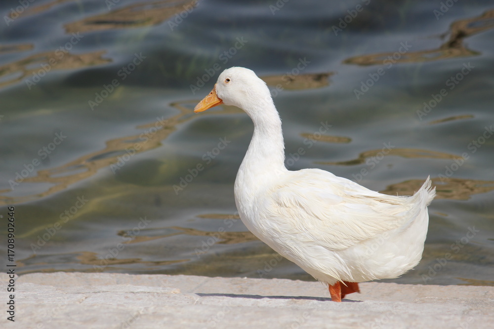 Fototapeta premium Baby duck in water in wadi namar Saudi Arabia Riyadh.14 September 2025