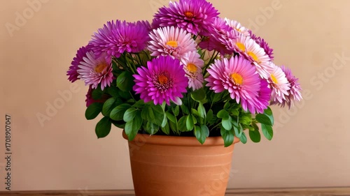 Wallpaper Mural Vibrant pink flowers blooming gradually in terracotta pot on wooden table Torontodigital.ca