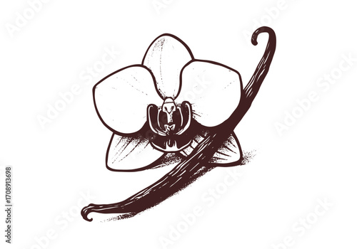 Vanilla Pod hand drawn sketch vector illustration