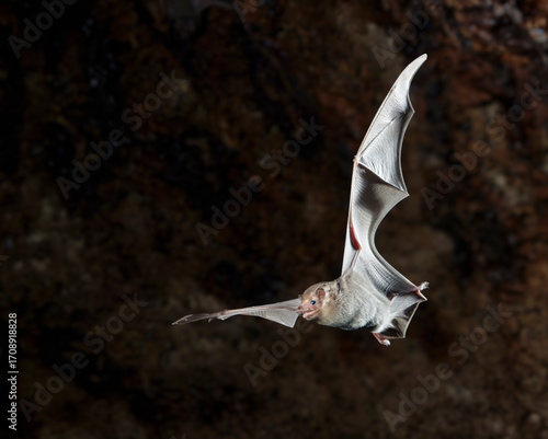 African Sheath-tailed Bat (Coleura afra) flying in cave, Mdenyenye Cave, Three SIster Caves, Kwale County, coastal Kenya.