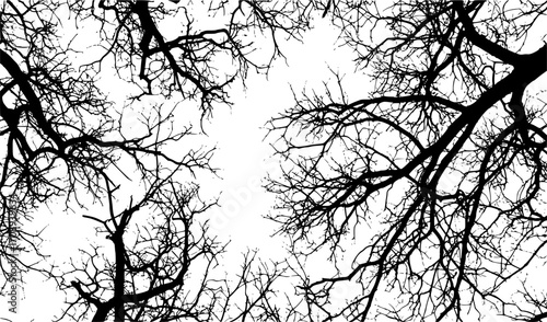 Realistic tree branches silhouette Bare tree branches. Vector illustration
