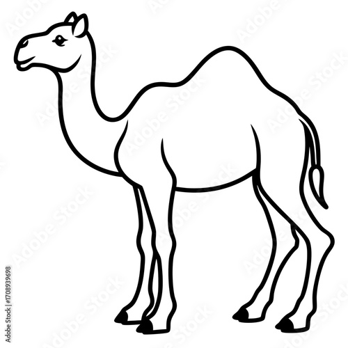 A simple black and white line drawing of a dromedary camel standing gracefully isolated on white background silhouette