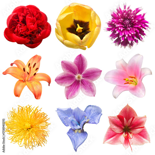 Flowers head collection of beautiful peony, tulip, dahlia, lily, clematis, lily, chrysanthemum, iris, amaryllis isolated on white background. Top view, flat design, florist business concept