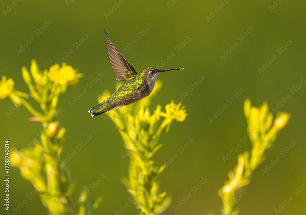 Fototapeta premium Hummingbird In Flight
