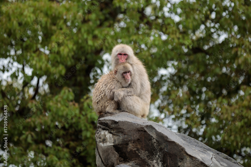 Naklejka premium japanese macaque mother and baby sitting on a rock 岩の上に座るニホンザルの親子