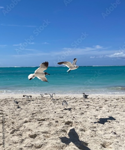 seagulls on the beach in flight