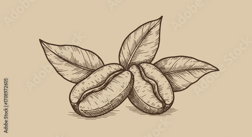 Detailed hand-drawn vector illustration of coffee beans with leaves, presented in a classic sketch style on a textured background.