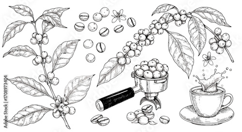 Detailed hand-drawn illustration of coffee beans and branches with leaves, showcasing the plant and preparation elements in a sketch style.