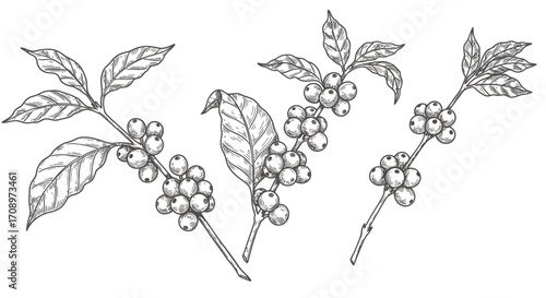 Detailed hand-drawn vector illustration showcasing various coffee plant branches with ripe berries and leaves, perfect for elegant design elements.
