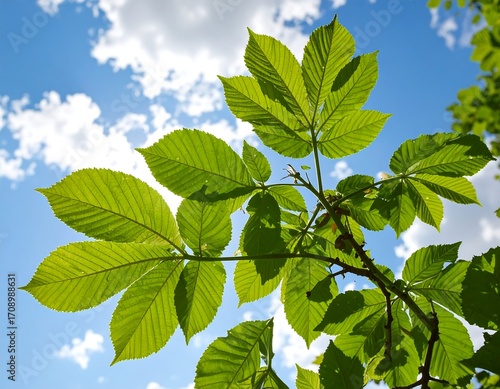 Bright Leaves Against Blue Sky