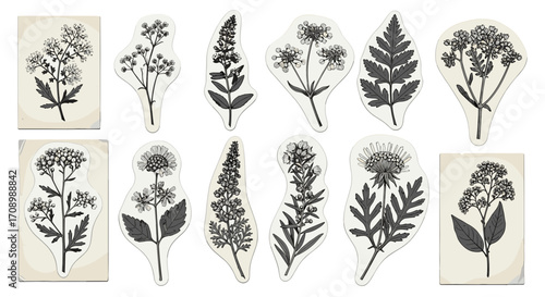 Botanical illustration of various plants and flowers in grayscale tones