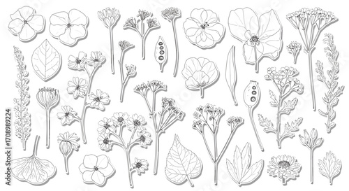 Detailed botanical illustration featuring assorted flowers and plants