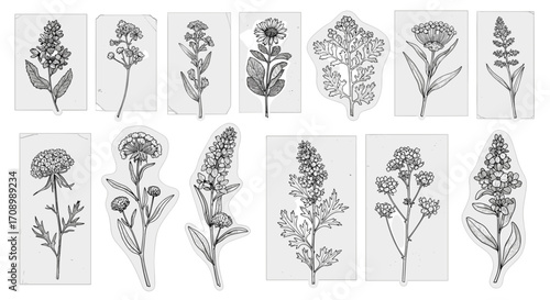 Collection of botanical illustrations featuring various flower species