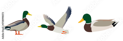Flying and Standing Mallard Ducks  Vector Illustration