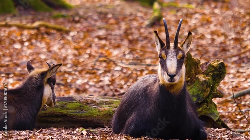 Close up of a chamois antelope goat resting in the woods on the ground on a sunny autumn day
