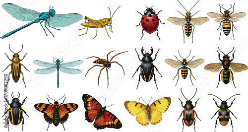 Insects collection illustration, dragonfly, butterfly, bee, beetle, spider, grasshopper, colorful detailed vector set for entomology, education, design