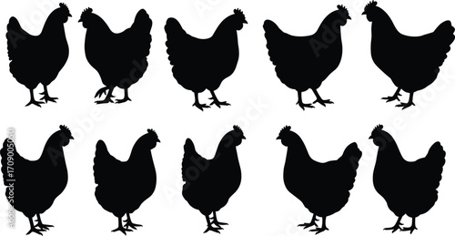 Silhouette of farm chickens, poultry hens in row, black chicken shapes, livestock vector illustration for farming, agriculture, rural design.