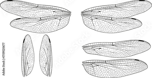 Detailed insect wings illustration, transparent wings set, dragonfly and fly wing veins, entomology, scientific drawing, vector art