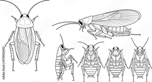 Detailed cockroach insect line drawing, entomology illustration set, isolated black and white roach anatomy, scientific study, pest identification artwork