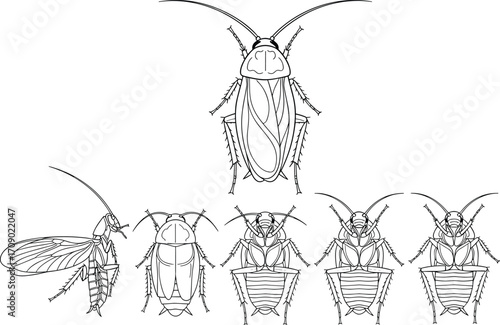 Cockroach insect illustration, pest control drawing, cockroach anatomy line art, bug outline vector, insect sketch design, detailed cockroach graphic, pest artwork