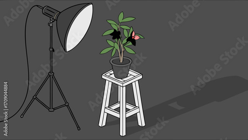 Studio lighting setup with potted plant on a stool.