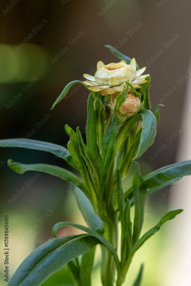 Obraz premium Flor Sempre-viva (Xerochrysum bracteatum) amarela. Jardim