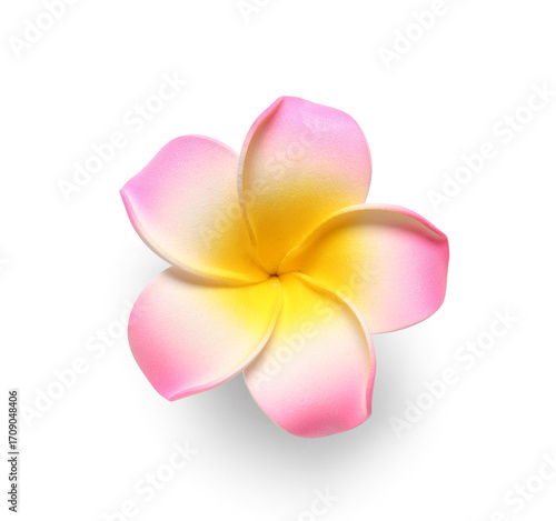 Beautiful pink plumeria flower on white background