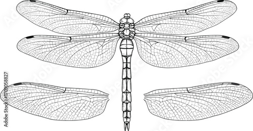 Detailed black and white vector illustration of dragonfly wings and body parts, intricate insect anatomy drawing, entomology art, scientific diagram