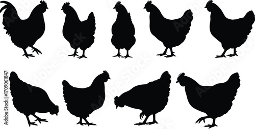 Chicken silhouette collection, black farm hen and rooster shapes, poultry illustrations, rural animal clipart, vector domestic bird design set