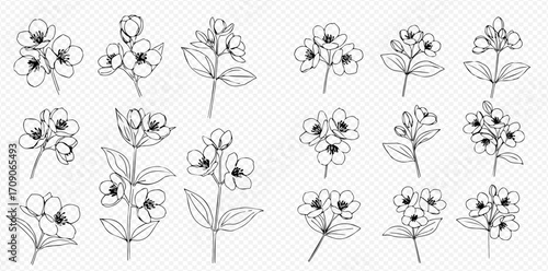 A collection of hand-drawn botanical illustrations of jasmine flowers in a minimalist black and white line art style, showing various blooms, buds, and stems.
