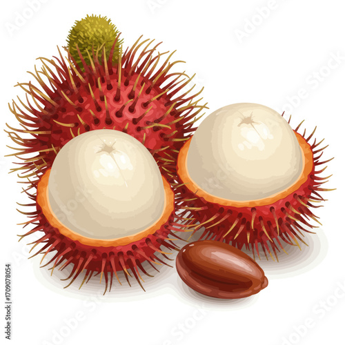 Vibrant tropical rambutan fruit illustration showcasing whole, peeled halves, and seed, perfect for healthy food concepts
