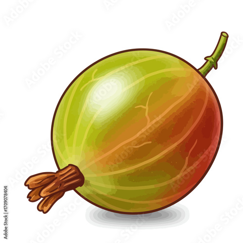 A single gooseberry with light green skin and stem is featured in detail