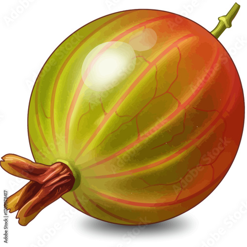 Close up of a vibrant, ripe gooseberry with visible veins and stem detail