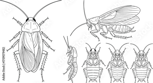 Detailed cockroach vector illustration, insect anatomy drawing, pest control reference, entomology diagram, bug biology, isolated black outline insect artwork