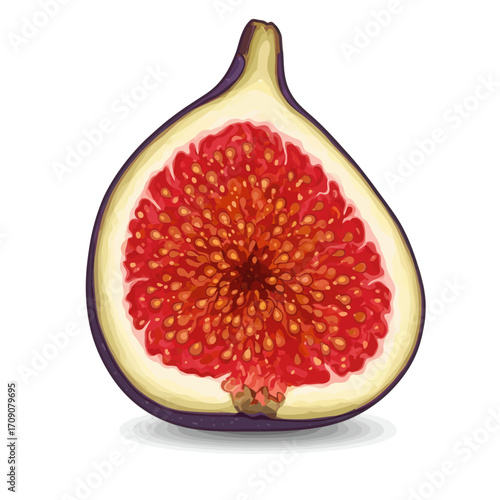 Exquisite vector illustration of a ripe fig, meticulously cut in half to showcase its vibrant red pulp and numerous small seeds, perfect for healthy eating concepts