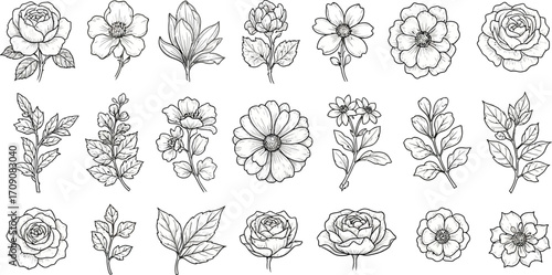 Floral botanical line art vector illustration flower drawing collection
