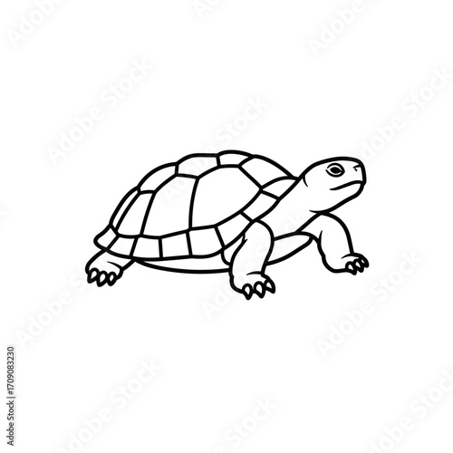 Simple Line Art Illustration of a Turtle