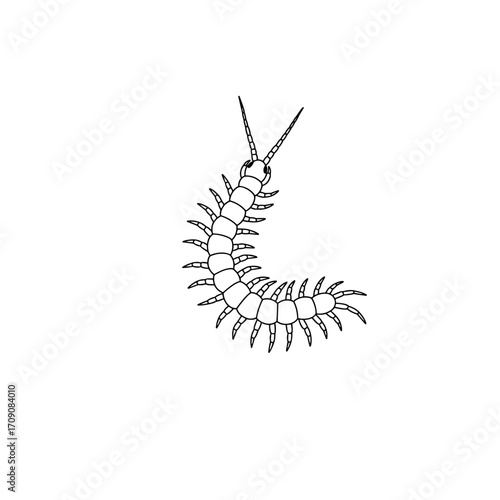 Detailed Black and White Illustration of a Centipede Insect.