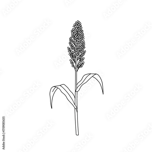 Line Drawing of a Single Sorghum Plant with Detailed Inflorescence