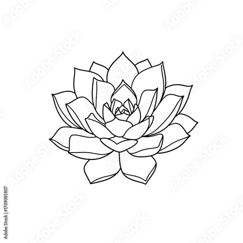 Elegant Line Art Echeveria Succulent Botanical Illustration