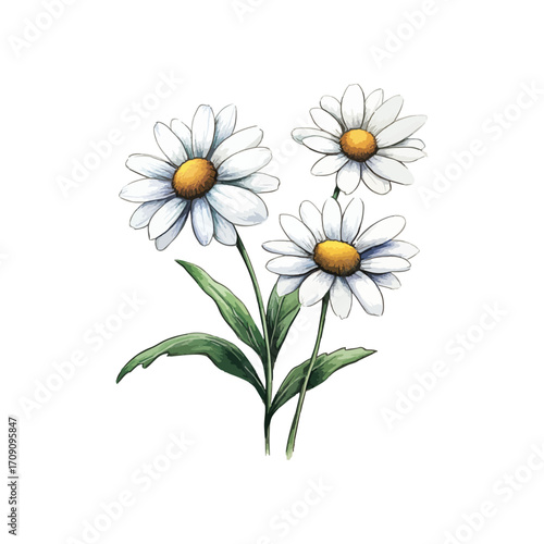 daisies hand drawn illustration