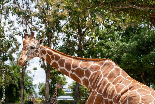 Photography Close-up of a giraffe standing under trees in natural environment