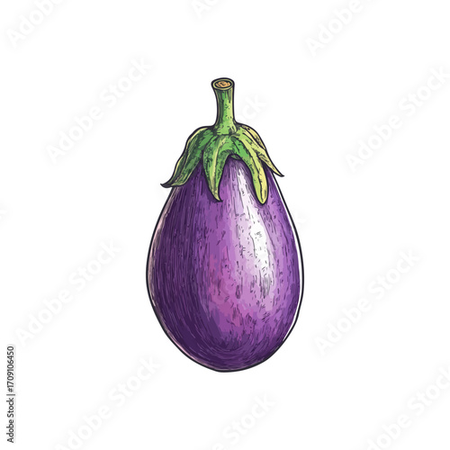 eggplant hand drawn illustration