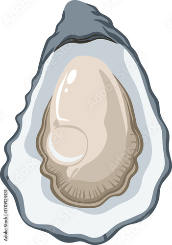 Detailed Flat Illustration of Fresh Opened Oyster Shell Seafood