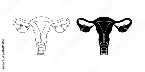 Human Uterus Vector Illustration (Outline and Silhouette)