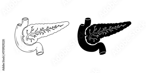 Human Pancreas Vector Illustration (Outline and Silhouette)