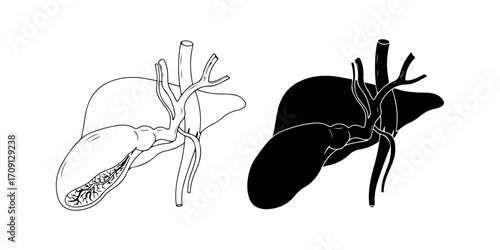 Human Gallbladder Vector Illustration (Outline and Silhouette)